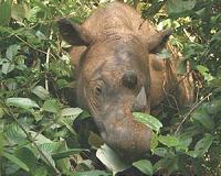 Death, tumors harm efforts to save rare rhinos