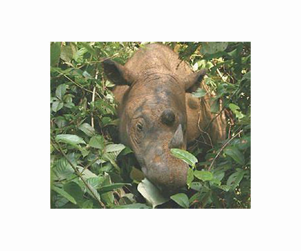 Critically endangered Sumatran rhino born in Indonesia