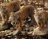 Indonesian clerics issue fatwa to protect wildlife