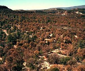 Droughts are pushing trees to the limit