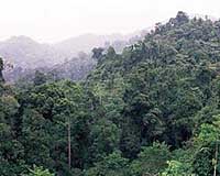 'Blue haze' over forested areas dangerous?