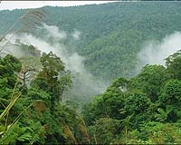 Indonesia proposes rainforest nations climate group