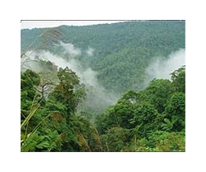 Climate talks agree to pay to protect forests