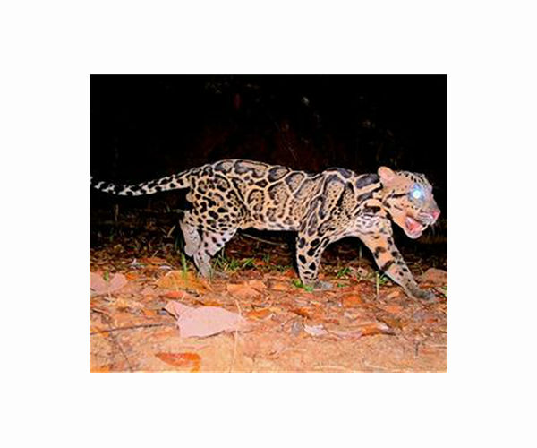 Rare leopard captured in northern Iraq