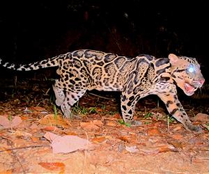 First footage of new leopard species captured in Borneo