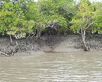 Left untouched, world's largest mangrove forest recovering fast
