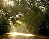 Corruption killing Bangladesh forests: watchdog