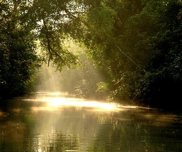 Bangladesh bans plastics in world's largest mangrove forest