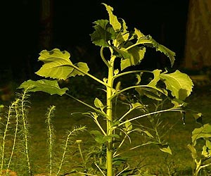 Study Gives Green Light To Plants' Role In Global Warming