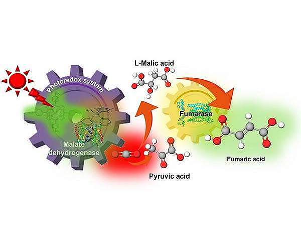 Artificial photosynthesis uses sunlight to make biodegradable plastic