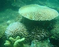 Corals may fare better in turbid waters, Florida Tech research finds