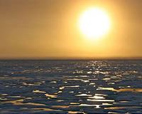 Scientists catch billions of juvenile fish under arctic sea ice