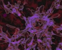 New Kind of Black Hole Now Firmly Within Observers' Sight