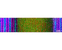 Coexistence of superconductivity and charge density waves observed