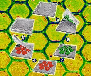 New nanoglue is thin and supersticky