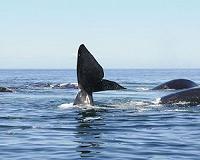 I knew it was you by the sound of your whale voice