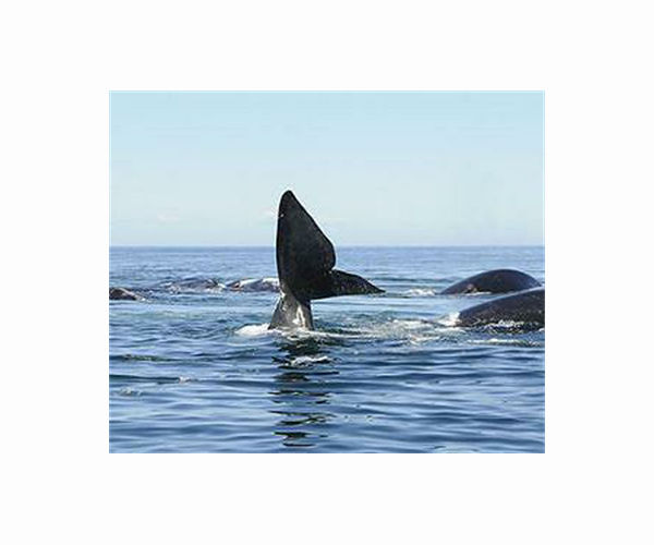 US announces new fishing regulations to save endangered whales
