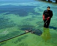 A whiff from blue-green algae likely responsible for Earth's oxygen