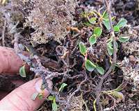 A tiny arctic shrub reveals secrets of plant growth on Svalbard