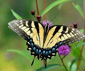 Artificial Butterfly In Flight And Filmed