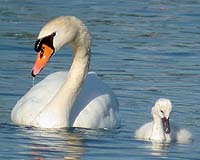 New York declares war on swans