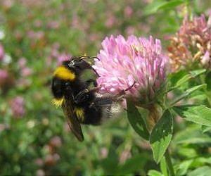 Making a bee-line for the best rewards