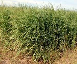 Pretreatment, proper harvest time boost ethanol from switchgrass