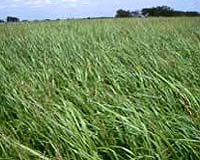 GM And Renewable Energy Company Coskata Partner On Biofuel Research