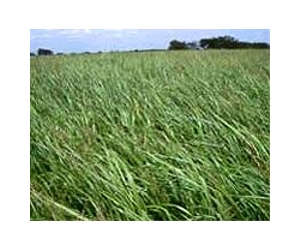 Energy Wasted Grinding Switchgrass Smaller To Improve Flowability