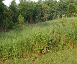 Setting the standard for sustainable bioenergy crops