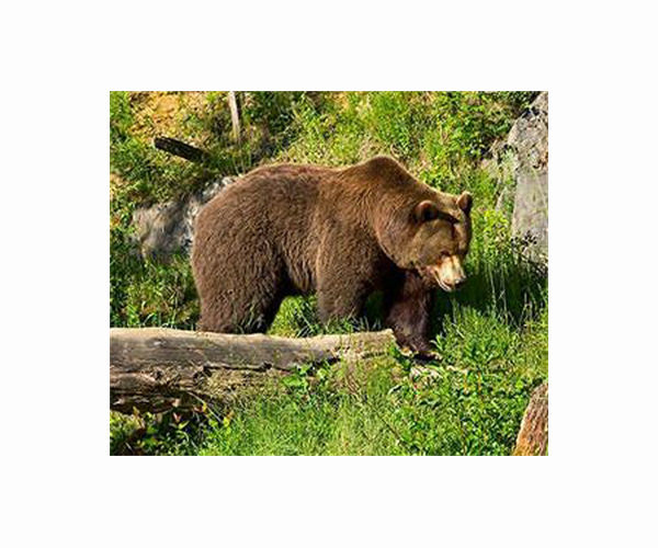 Romania aims to triple bear culls to address 'overpopulation'