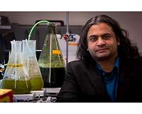 Turning algae into fuel