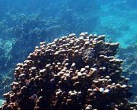 New algal species helps corals survive in the hottest reefs on the planet