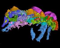 The first hard evidence for the 'outside-in' theory of the origin of teeth