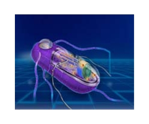 Bioethics Commission Calls For Enhanced Federal oversight In Field of Synthetic Biology