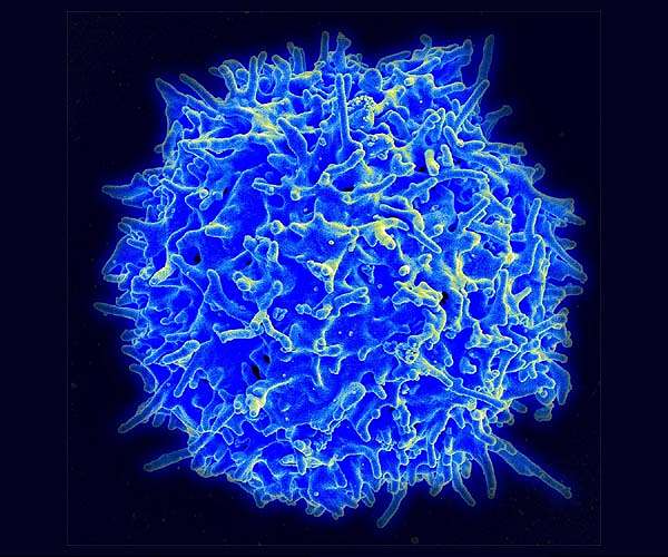 T cells from common colds cross-protect against infection with SARS-CoV-2