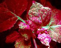 New defence mechanism against viruses discovered