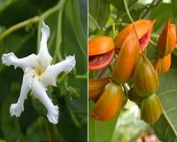 Guam research aids native trees