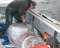 Europe against bluefin tuna fishing ban: EU source