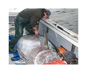 Green activists face off with Med tuna trawlers