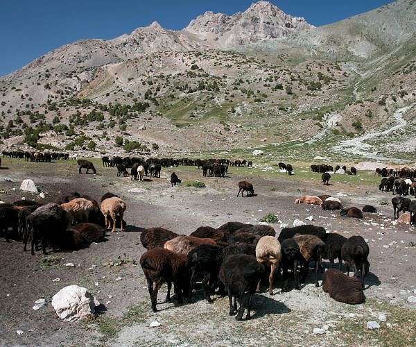 Albania's shepherds race to save sheep from crushing heatwave