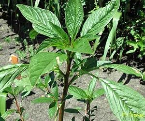 Battling Superweeds With Less Chemicals