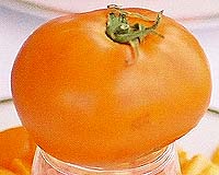 Color Test Enhances Tomato Analyzer Software