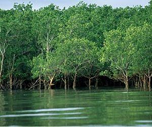 Tanzania finds fishery improvements outweigh fuelwood losses