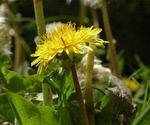 Two New Plants Discovered In Spain