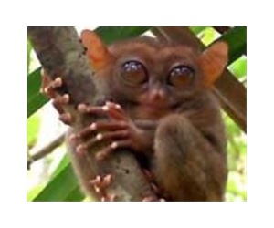 Tiny primate 'talks' in ultrasound