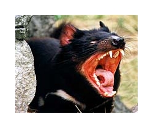 Genome breakthrough for cancer-hit Tasmanian Devils