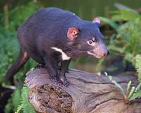 Devils' milk could fight superbugs: Australia scientists
