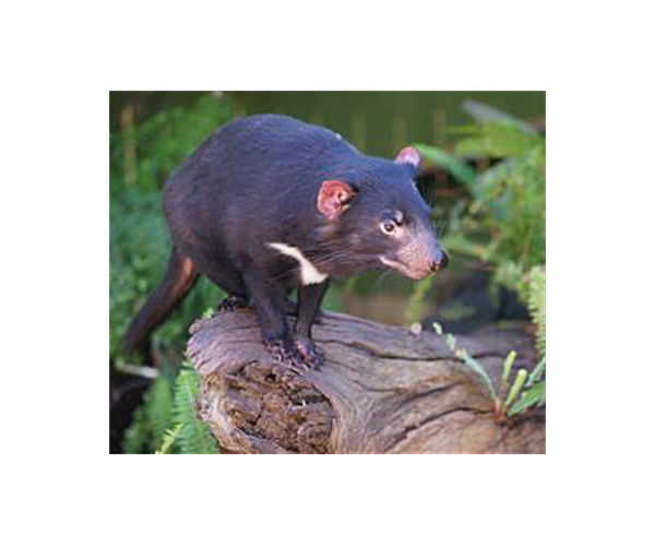 Tasmanian devils born on Australian mainland in rewilding push