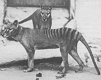 Museomics Yields New Insights Into Extinct Tasmanian Tiger